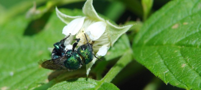 New Steps to Protect Pollinators, Critical Contributors to Our Nation’s Economy