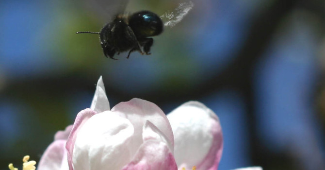 Wild bees in eastern US apple orchards: Documenting species diversity and effects of pesticides