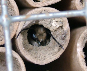 Osmia cornifrons (hornfaced bee) female nest building in a 5/16-inch diameter tube (bamboo). Photo by Nikki Rothwell, MSU Extension