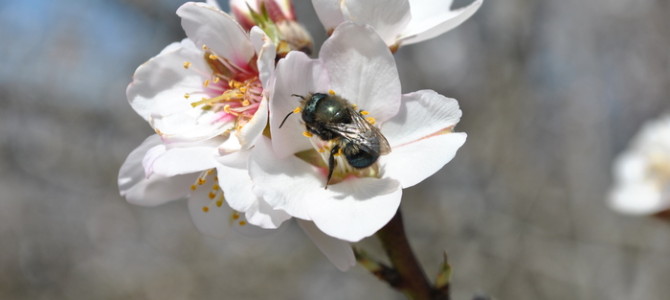Effects of fungicide and adjuvant sprays on nesting behavior in two managed solitary bees, Osmia lignaria and Megachile rotundata