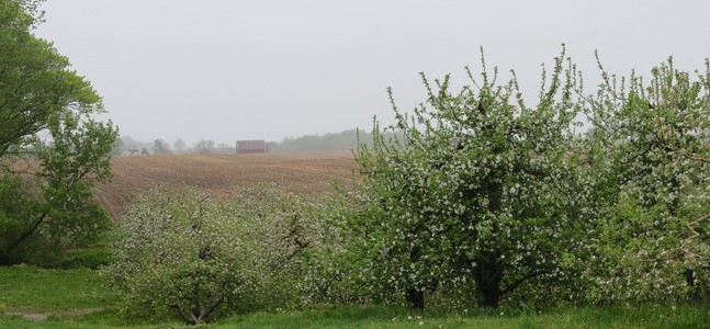Local plant diversity supports a diverse wild bee community in Pennsylvania apple orchards