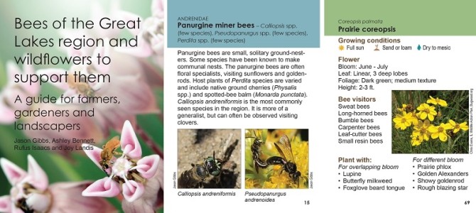 New Guide to Bees of the Great Lakes