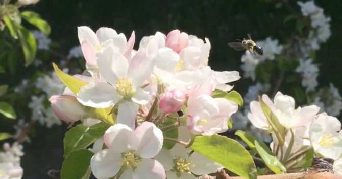 Apple pollination relies on diverse wild bee communities