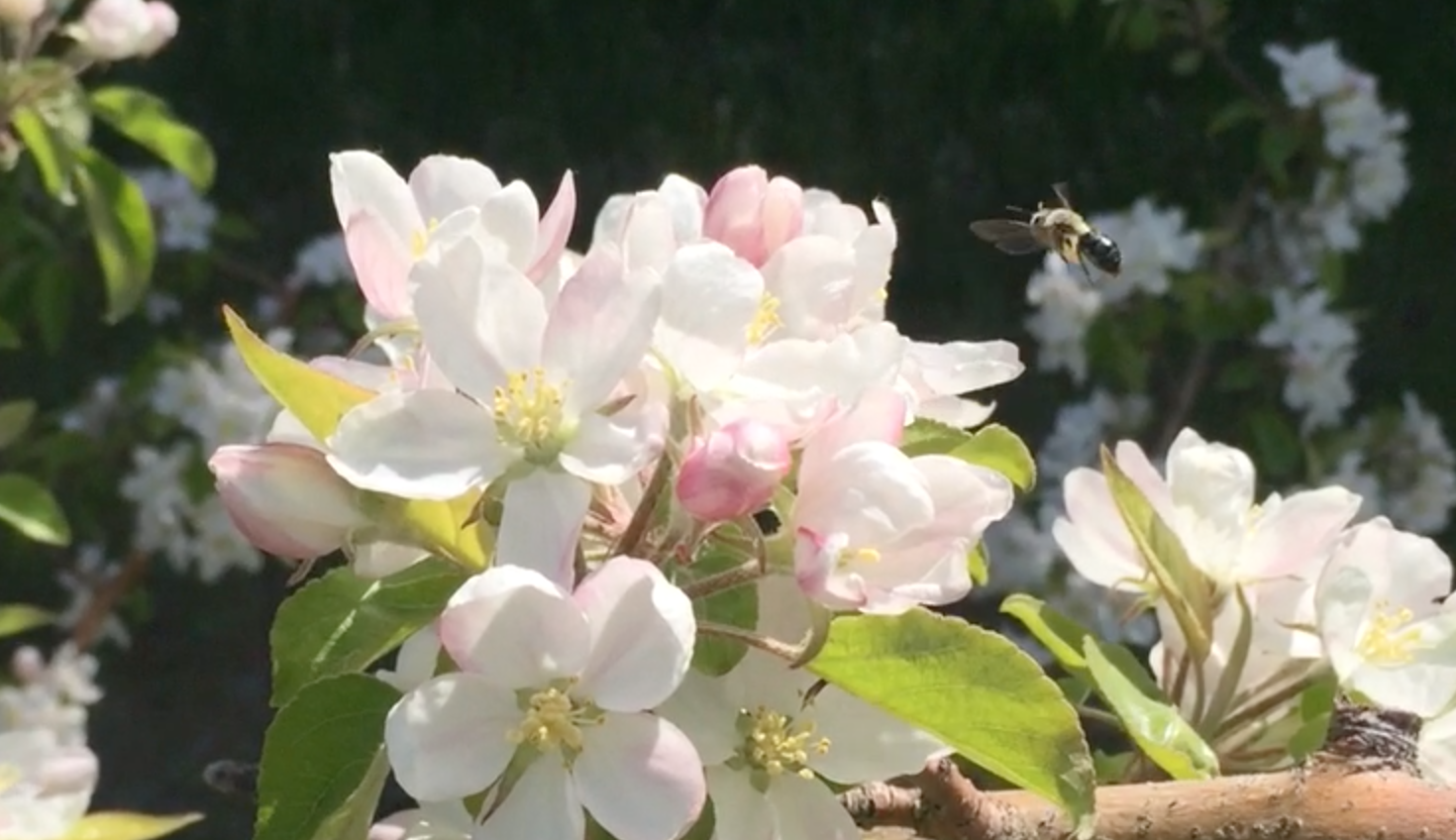 Apple pollination relies on diverse wild bee communities The