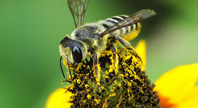 Agriculture’s Wild Ways: Feature article on the Integrated Crop Pollination Project