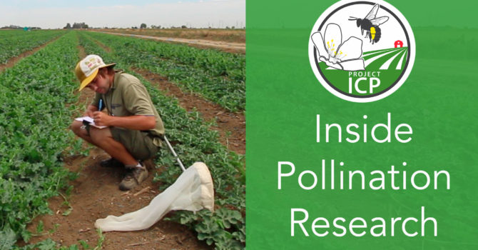New video: An Inside Look at Pollination Research