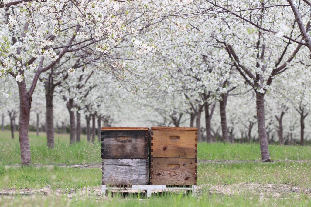 Honey bee hives in a Michigan cherry orchard
