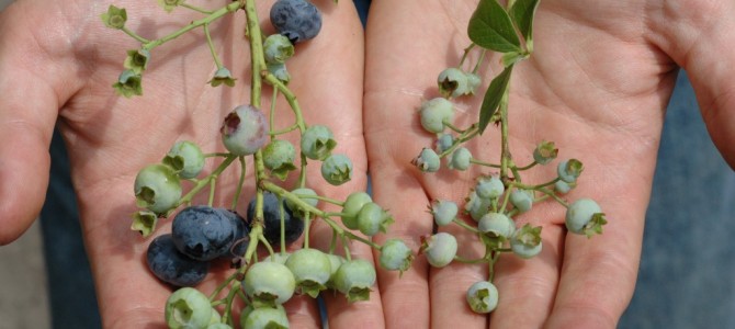 Honeybees, Other Bees Put to the Test Pollinating Michigan Blueberries
