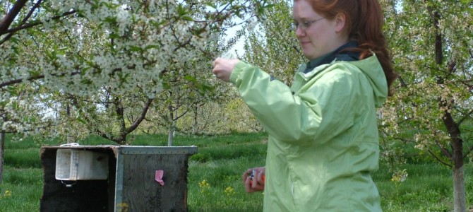 MSU Pollination Project Expands to Investigate an Alternative Pollinator