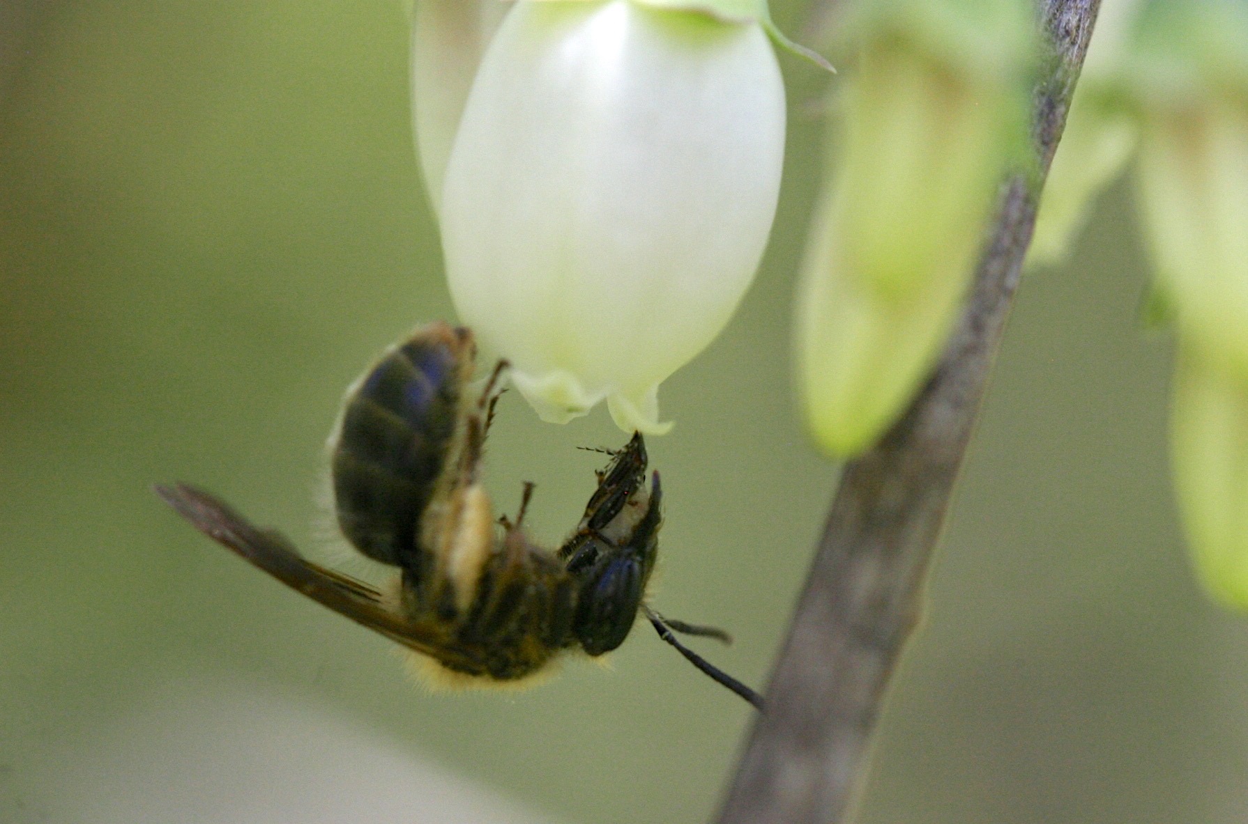 Pollinator Conservation Tactics for Organic Fruit Production | The ...