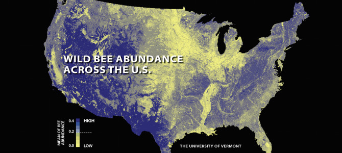 Wild bee declines threaten US crop pollination