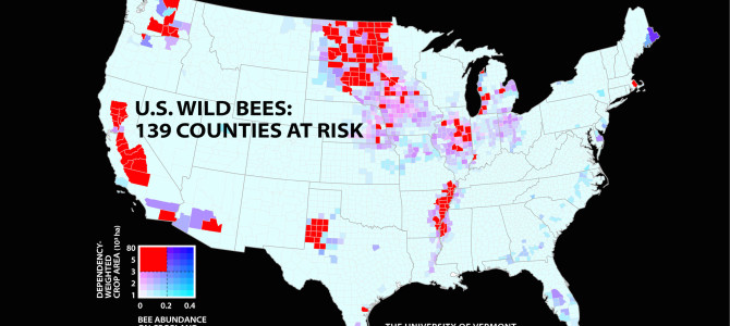 National Analysis of Wild Bee Abundance Highlights Areas of Concern