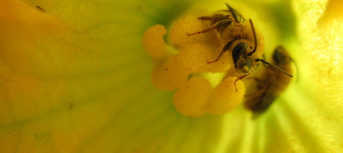 Five New Articles on Pollinators from Penn State Extension