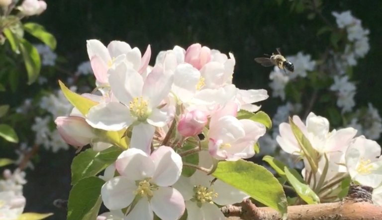 Apple pollination relies on diverse wild bee communities | The ...