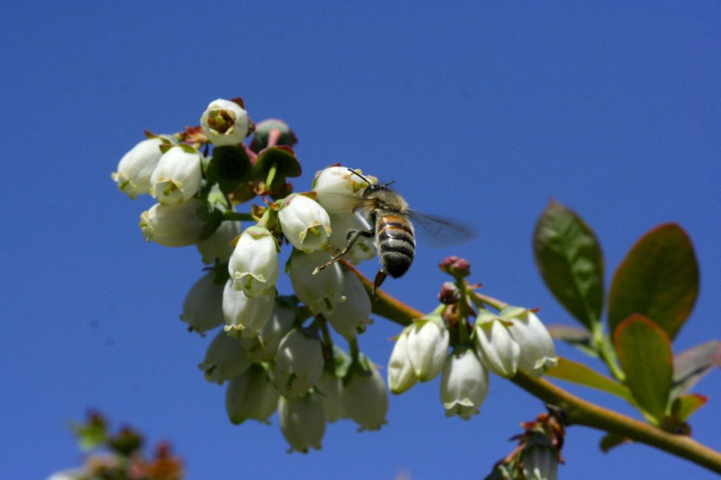 Survey Report on Florida Blueberry Growers’ Pollination Practices