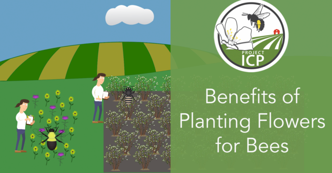 New video: The Benefits of Planting Flowers for Bees