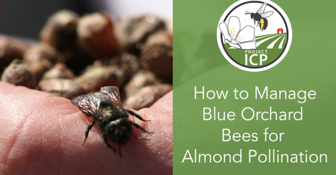 New Video: Managing Blue Orchard Bees for Almond Pollination